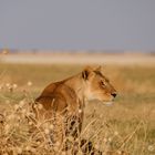 Löwin blickt besorgt zurück