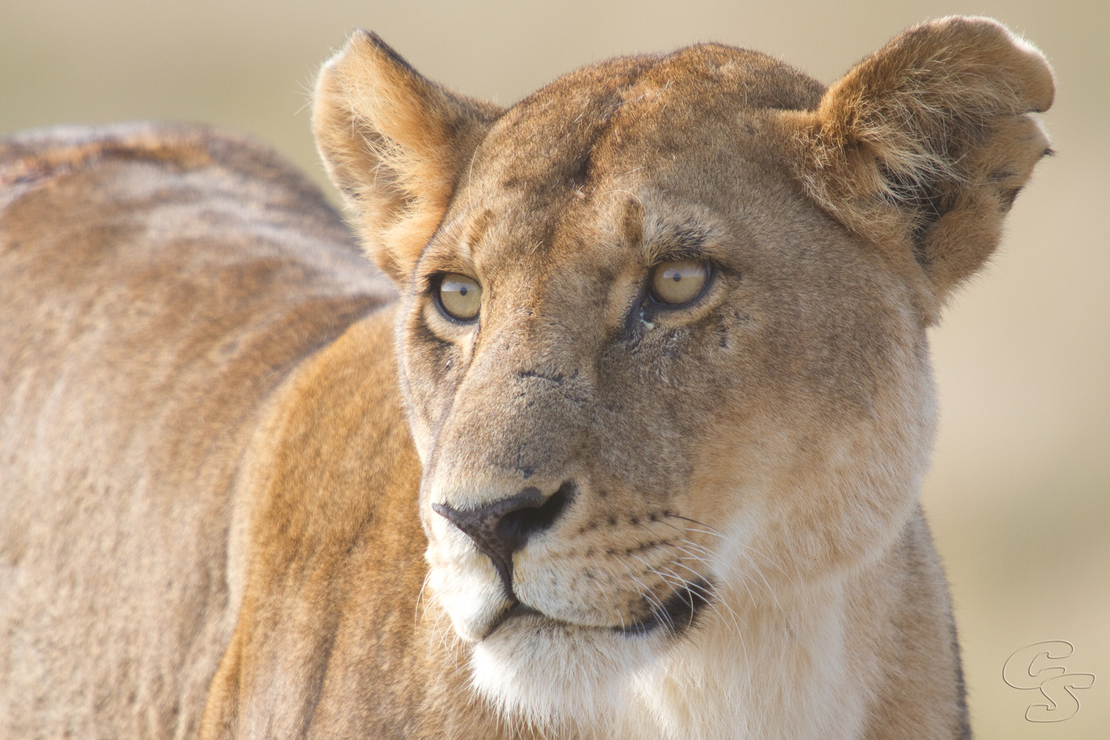 Loewin der Masai Mara