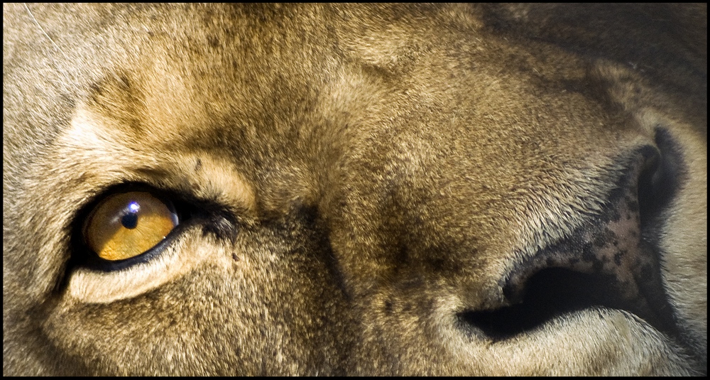 Löwin-Detailportrait ...