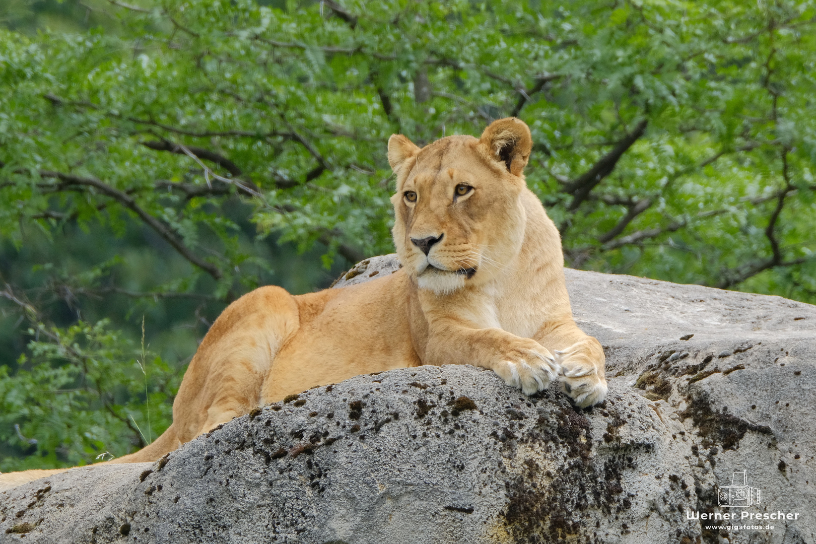 Löwin drohnt hoch oben auf dem Felsen