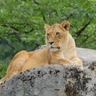 Löwin drohnt hoch oben auf dem Felsen