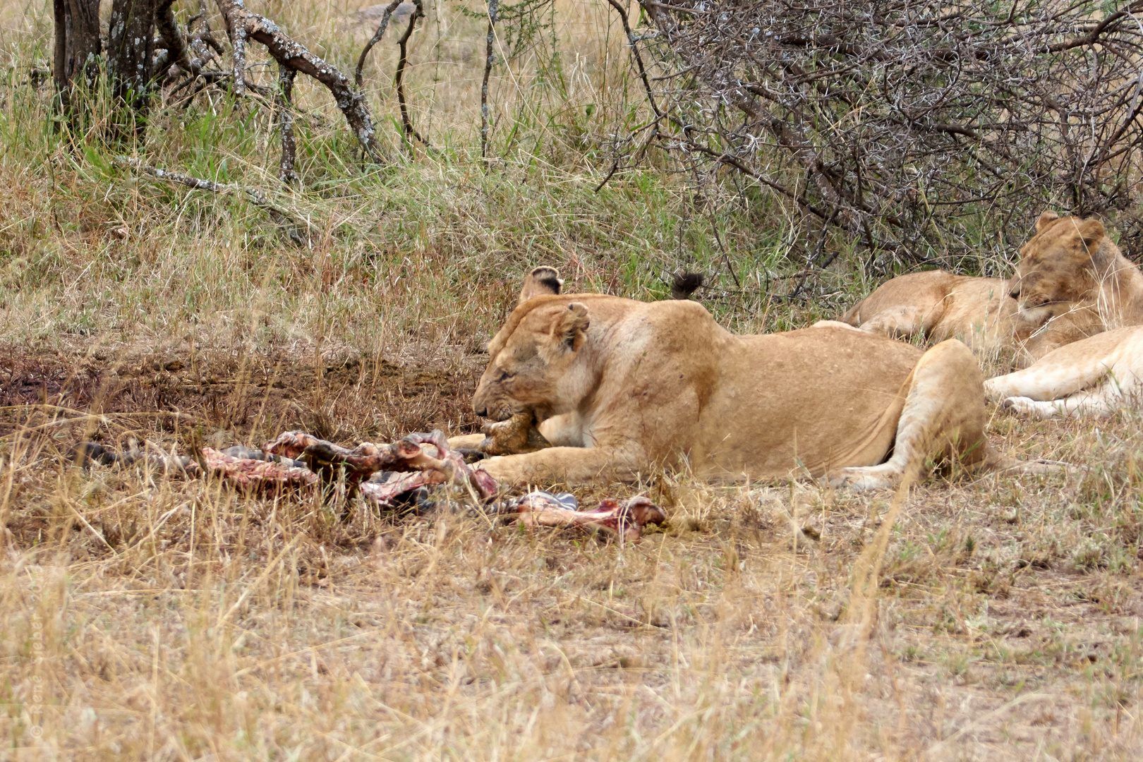 Löwin - Ein Zebra zum Lunch