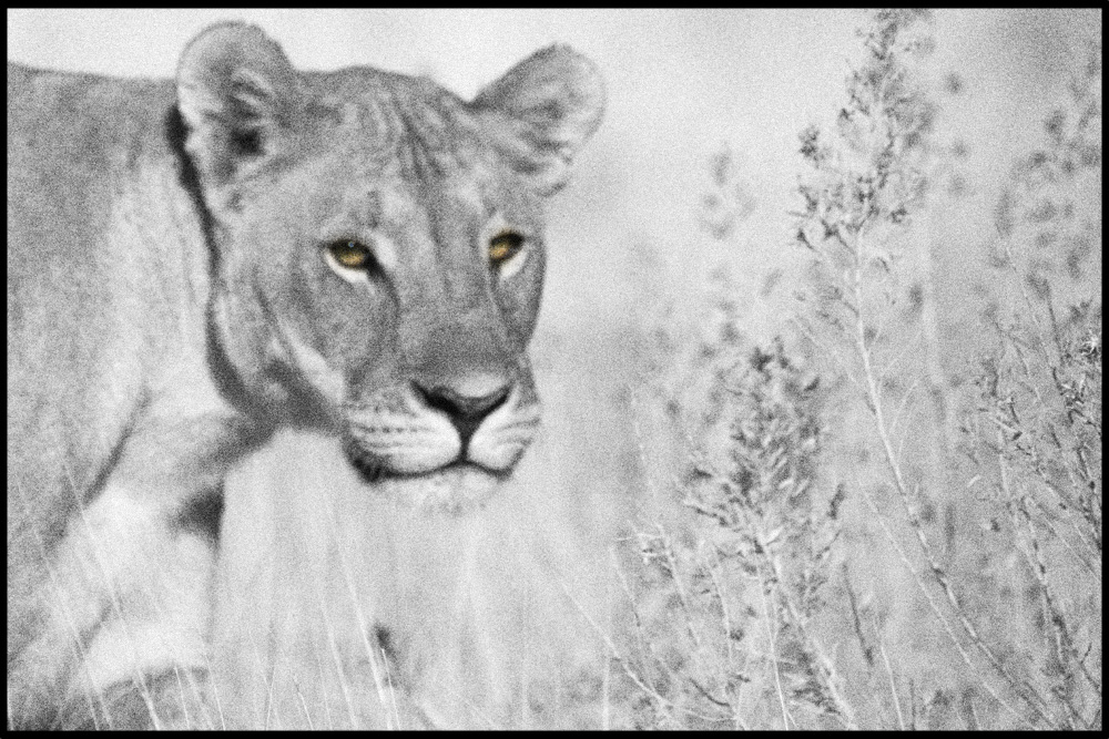 Löwin, Etosha