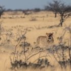 Löwin Etosha NP