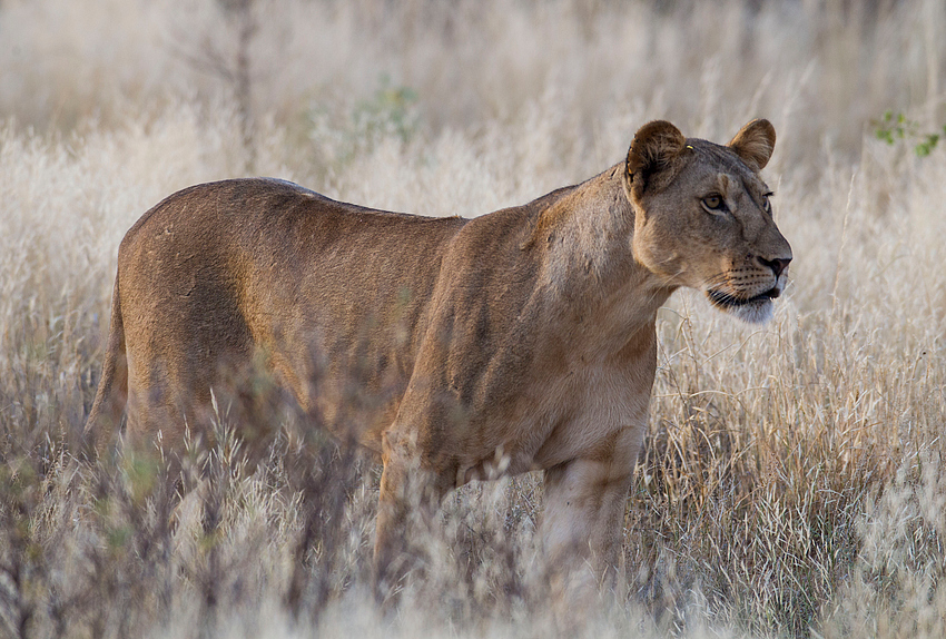 Löwin Foto & Bild | tiere, wildlife, säugetiere Bilder auf fotocommunity