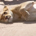 Löwin ganz entspannt