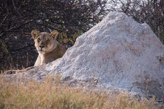 Löwin hinter Termitenhügel