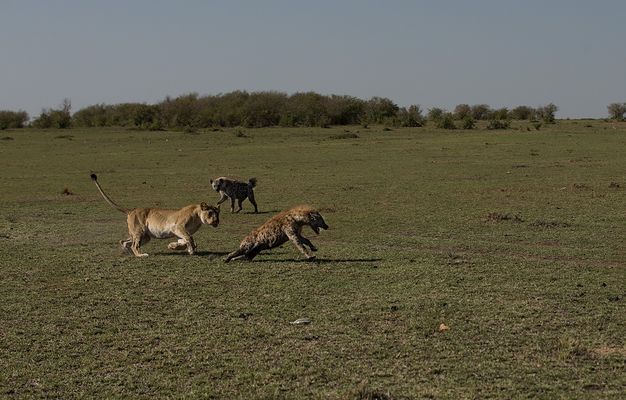 Löwin - Hyänen  2