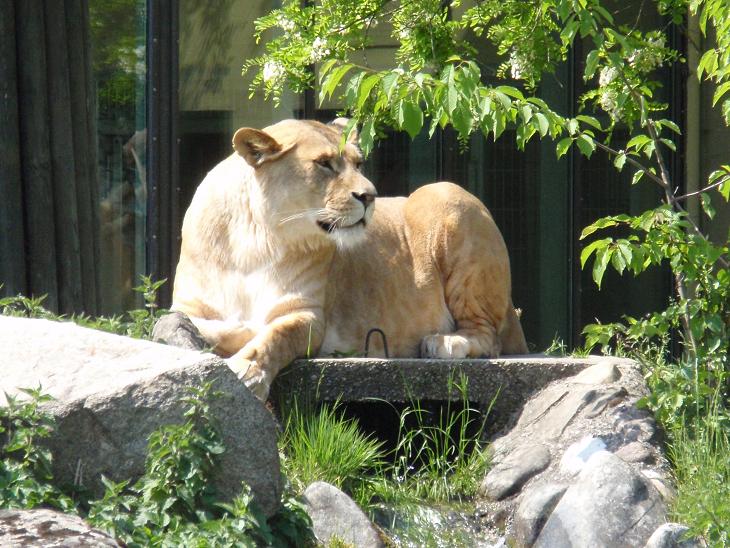 Löwin im Augsburger Zoo 2