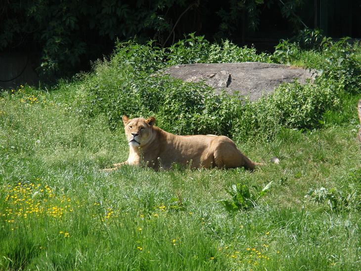 Löwin im Augsburger Zoo