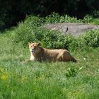 Löwin im Augsburger Zoo