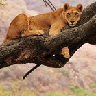 Loewin im Baum / Lioness in a tree