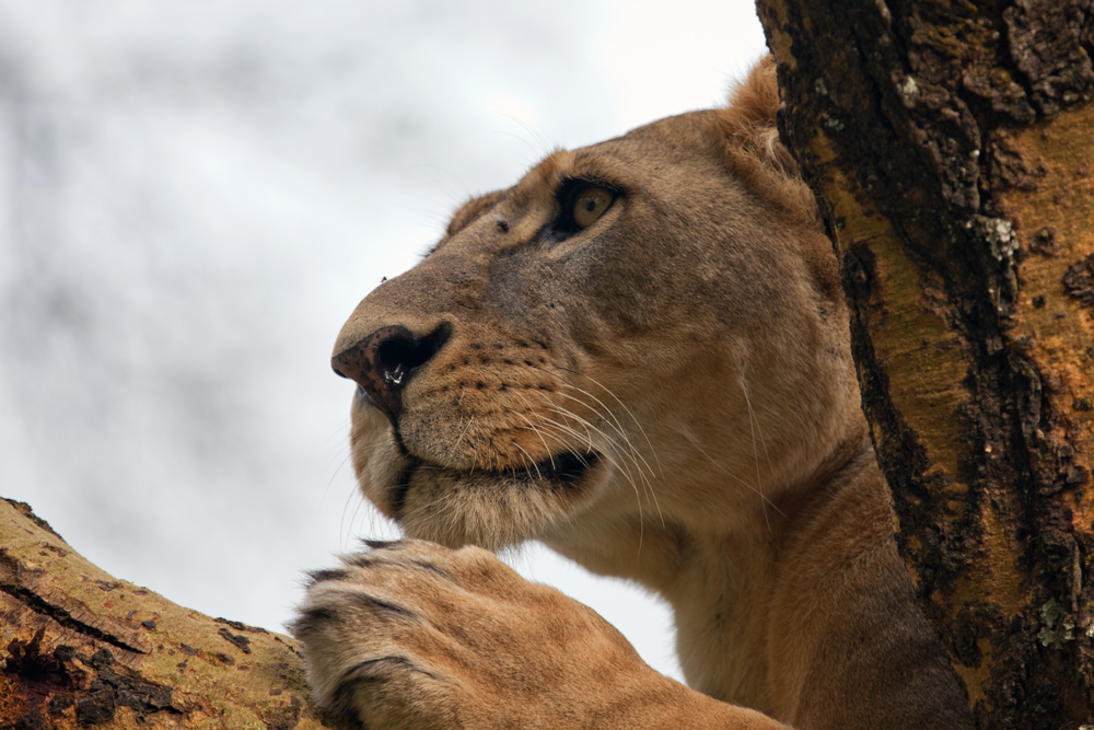 Löwin im Baum - Panthera leo