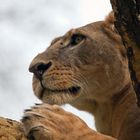 Löwin im Baum - Panthera leo