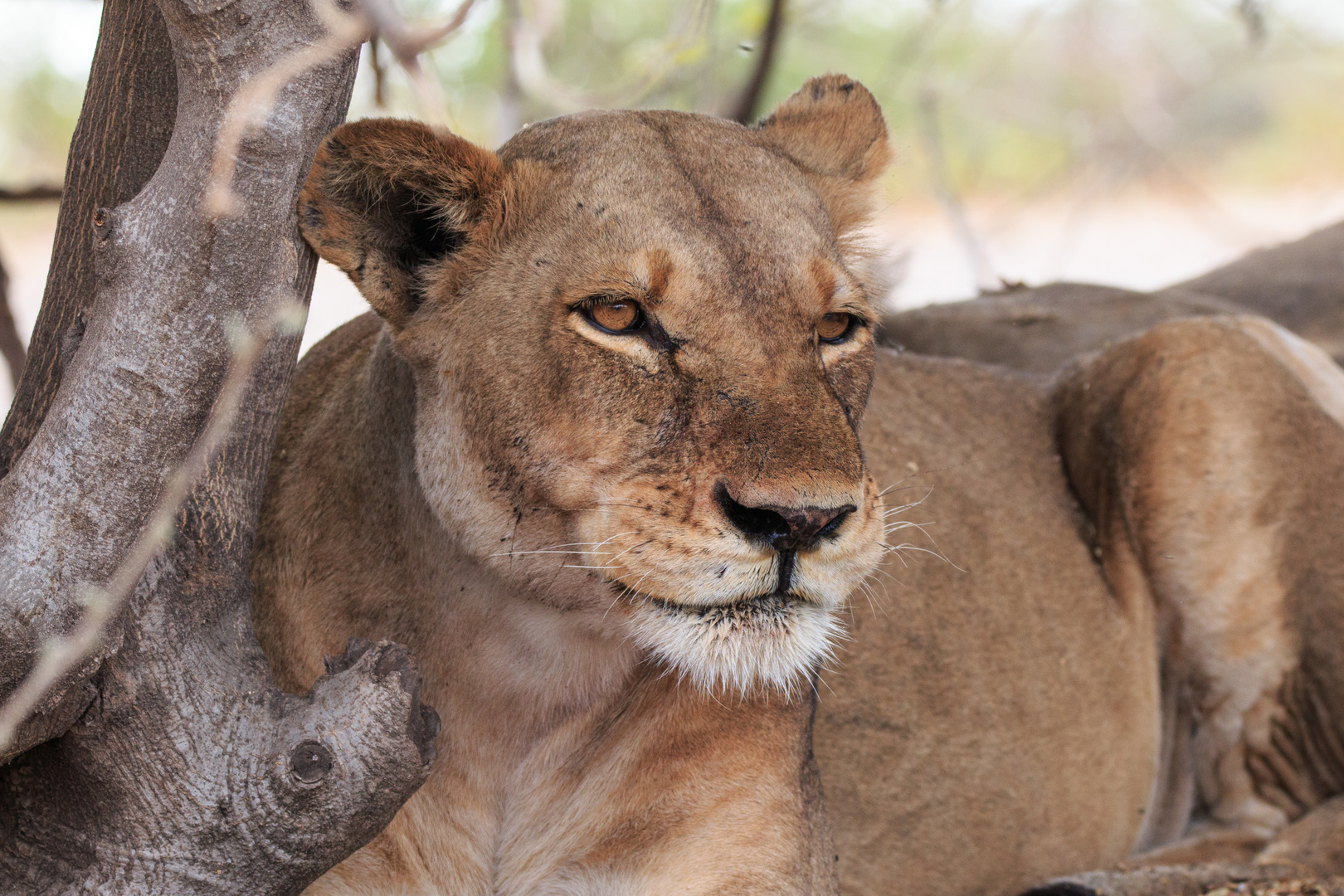 loewin im Chobe Nationalpark