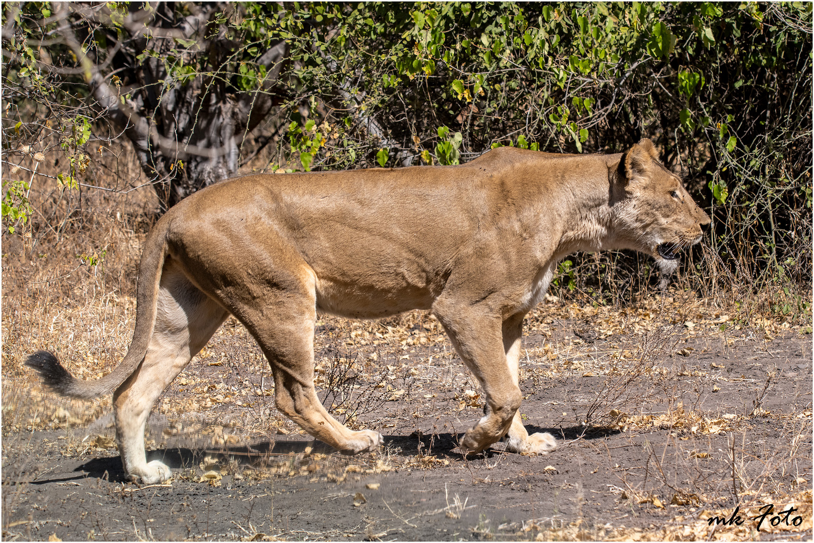 Löwin im Chobe Nationalpark