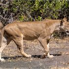 Löwin im Chobe Nationalpark