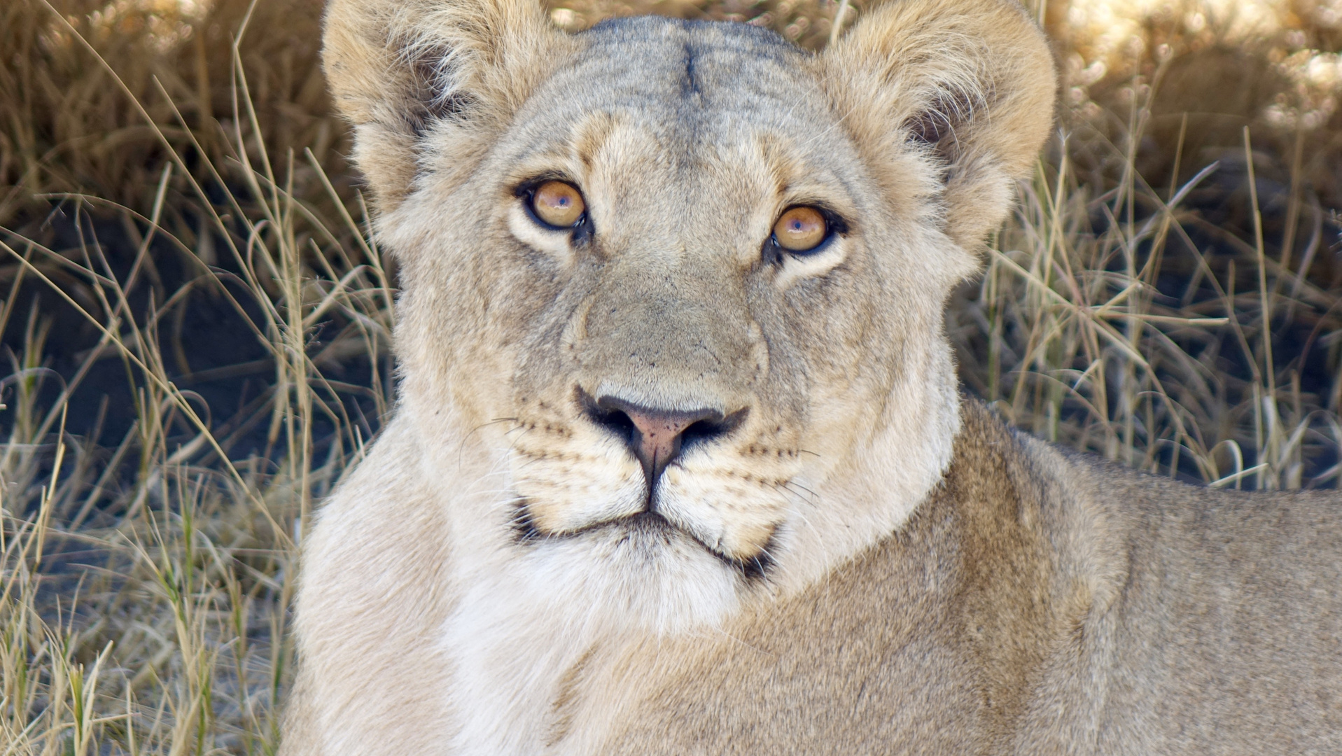 Löwin im Chobe Nationalpark