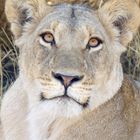 Löwin im Chobe Nationalpark