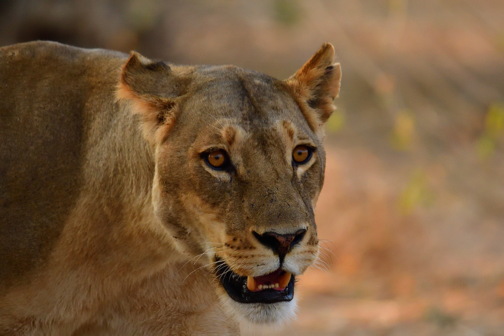 Löwin im Chobe NP