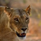 Löwin im Chobe NP