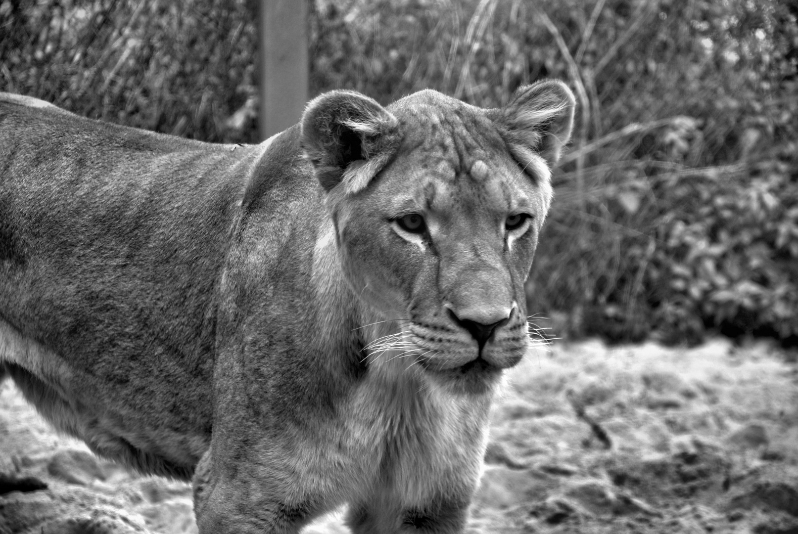 Löwin im Dresdener Zoo