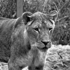 Löwin im Dresdener Zoo