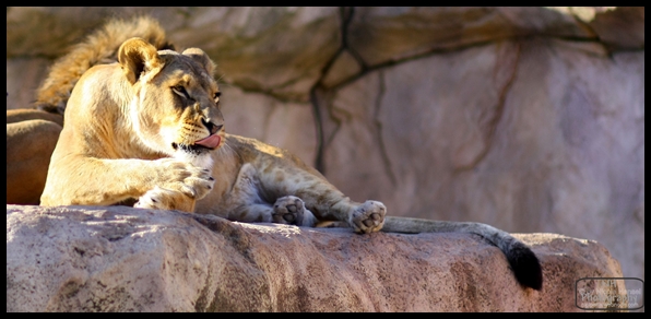 Löwin im Dresdner Zoo