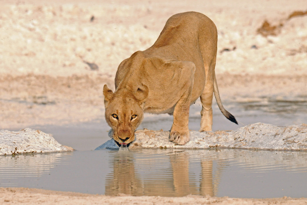 Löwin im Etosha Nationalpark Namibia