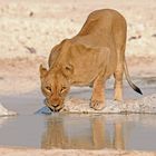 Löwin im Etosha Nationalpark Namibia