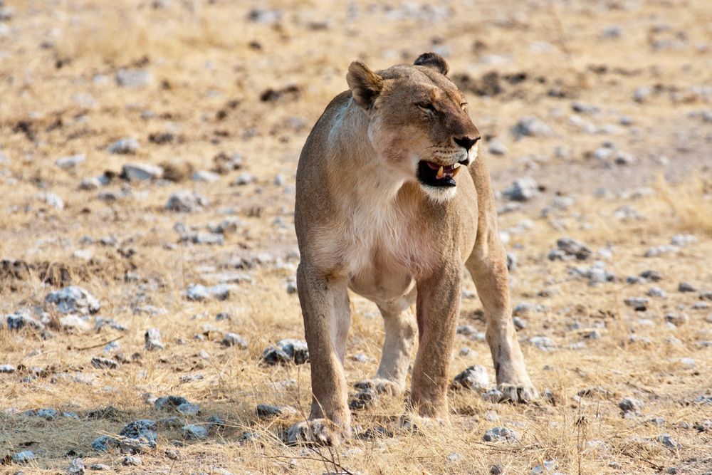 Löwin im Etosha NP