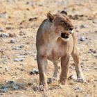 Löwin im Etosha NP