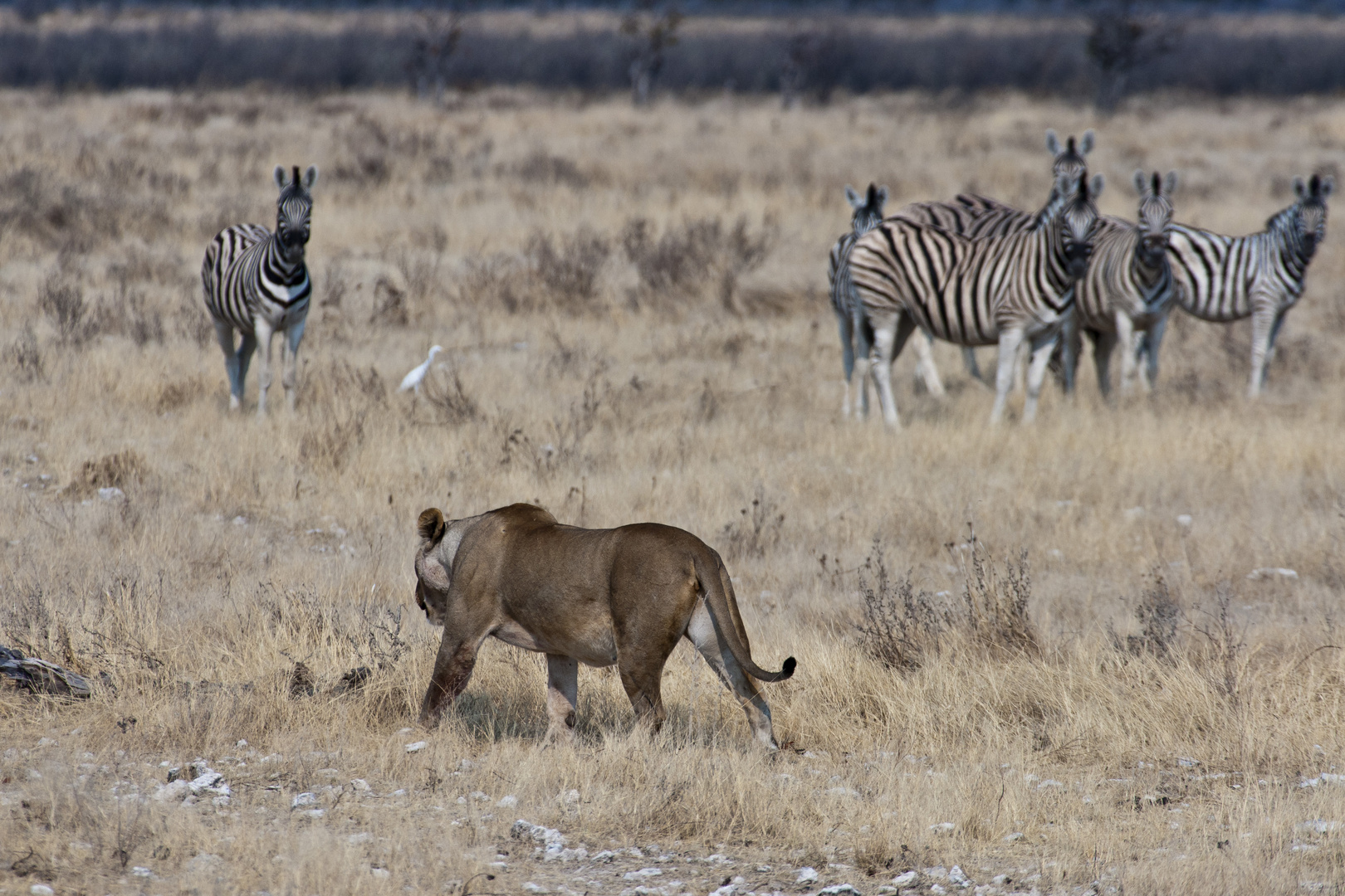 Löwin im Etosha NP - auf der Jagd