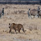 Löwin im Etosha NP - auf der Jagd