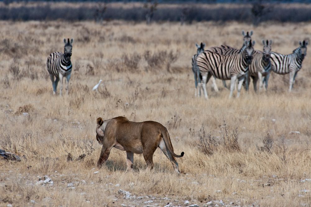 Löwin im Etosha NP - auf der Jagd