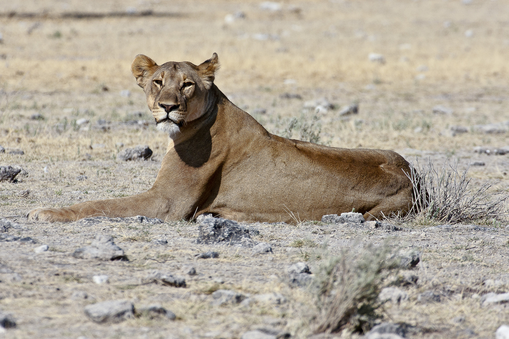 Löwin im Etosha NP