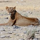 Löwin im Etosha NP