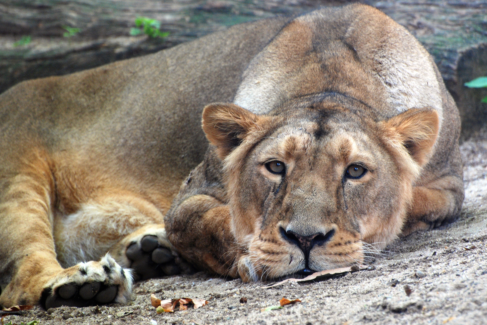 Löwin im Frankfurter Zoo