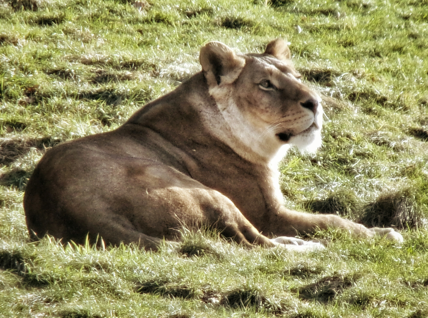 Löwin im Gras