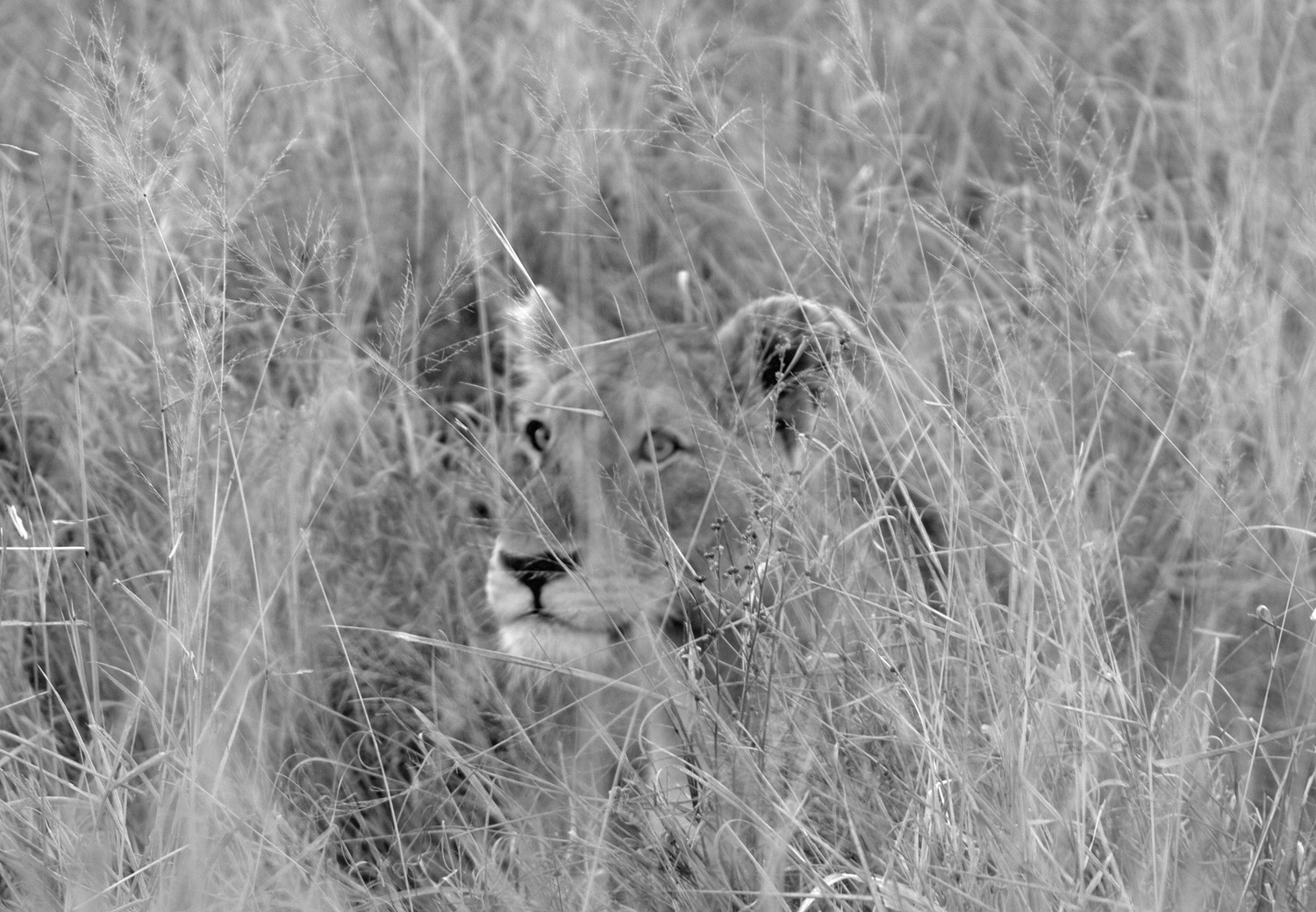 Löwin im Gras für Roman in schwarz-weiß