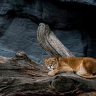 Löwin im Hagenbecks Tierpark