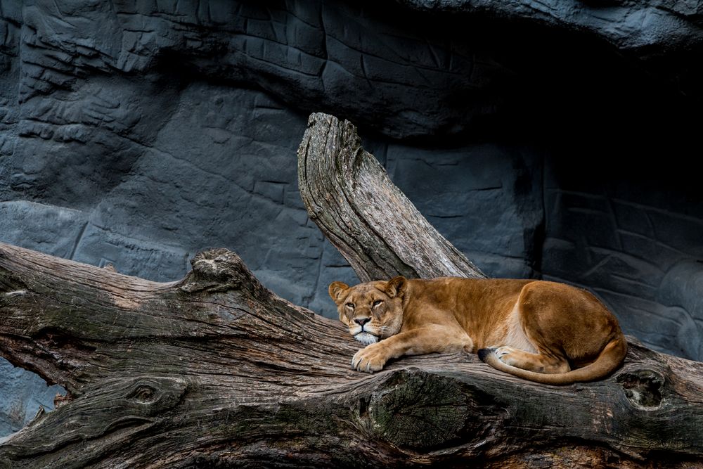 Löwin im Hagenbecks Tierpark