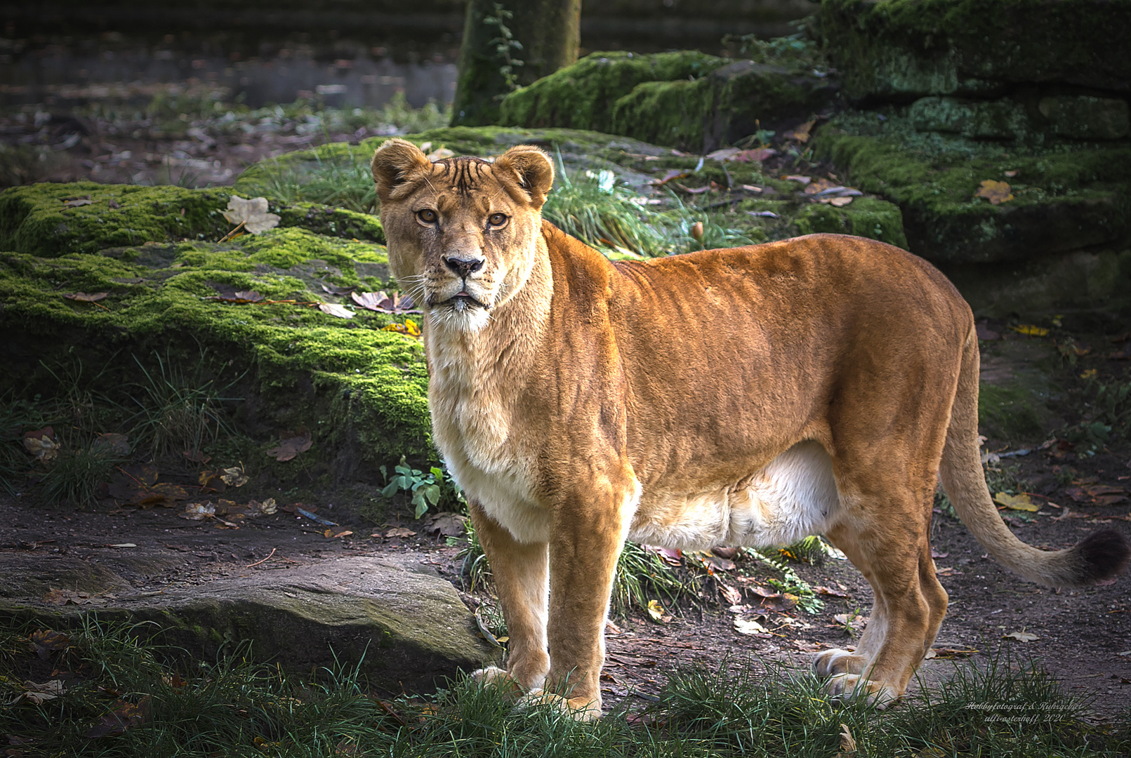 Löwin im herrlichem Licht festgehalten..