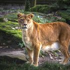 Löwin im herrlichem Licht festgehalten..