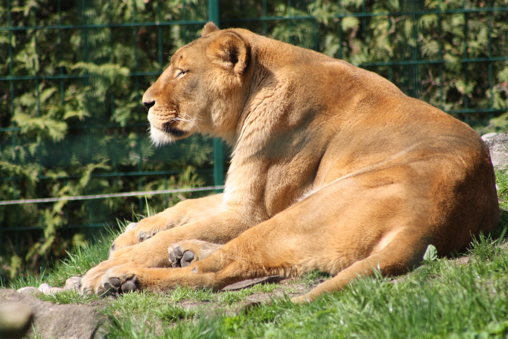 Löwin im Jade Park