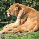 Löwin im Jade Park