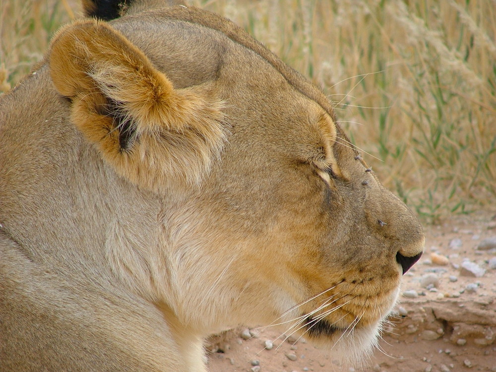 Löwin im Kgalagadi Transfrontier Park