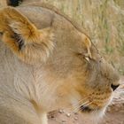 Löwin im Kgalagadi Transfrontier Park