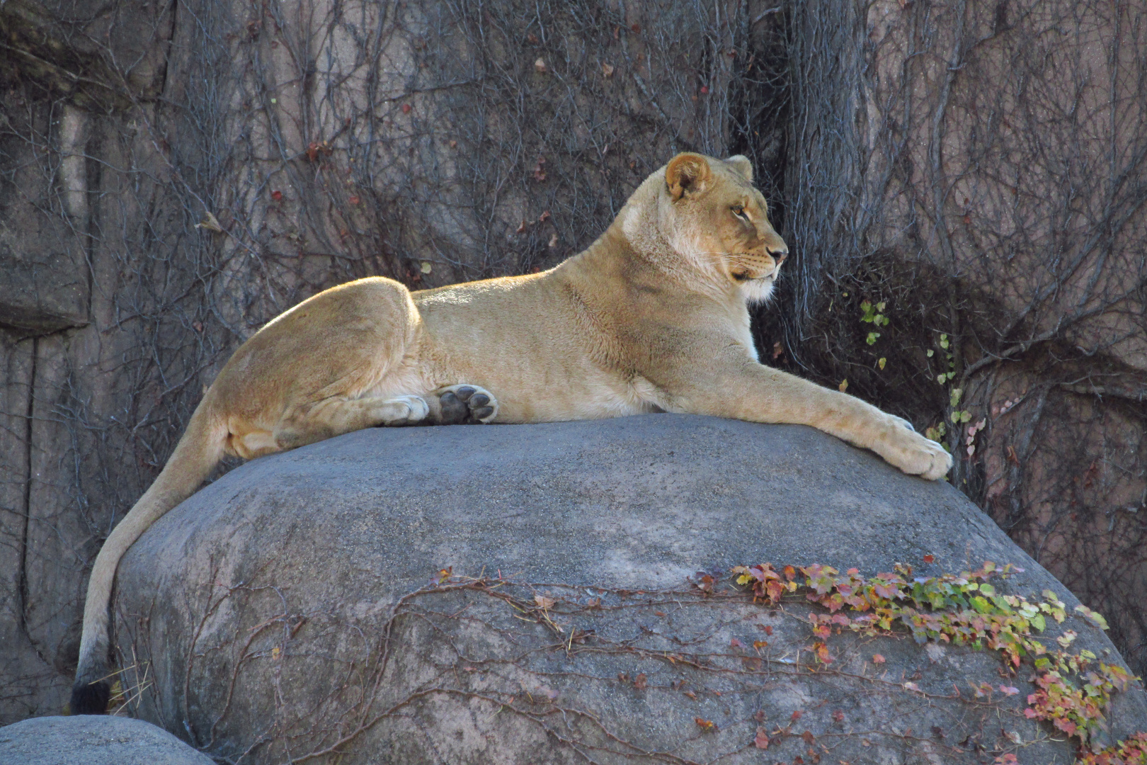 Löwin im Lincoln Park Zoo in Chicago