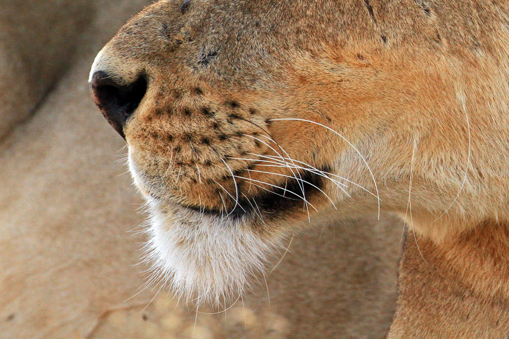 Löwin im Moremi Game Reserve, Botswana